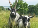 Goats